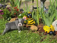 Travis, a male Boston Terrier and French Bulldog for sale in Camden, MI – 6 of 6