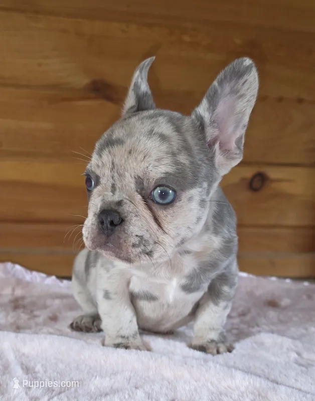 Olivia  – French Bulldog puppy for sale in Camden, MI