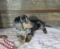Blue dapple girl , a female Miniature Dachshund for sale in Camden, MI – 6 of 10