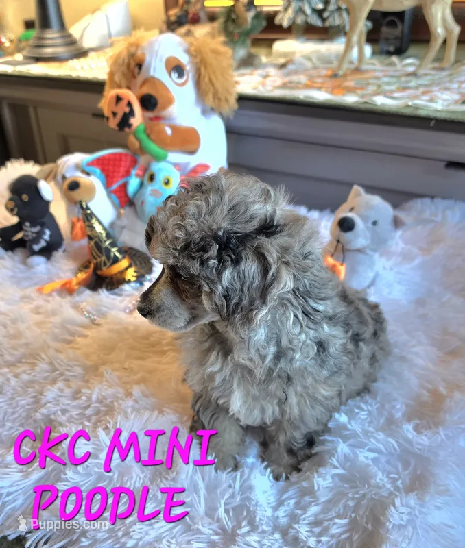 Blue Sugar  – Poodle - Miniature  puppy for sale in Camden, MI