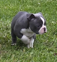 Travis, a male Boston Terrier and French Bulldog for sale in Camden, MI – 5 of 6