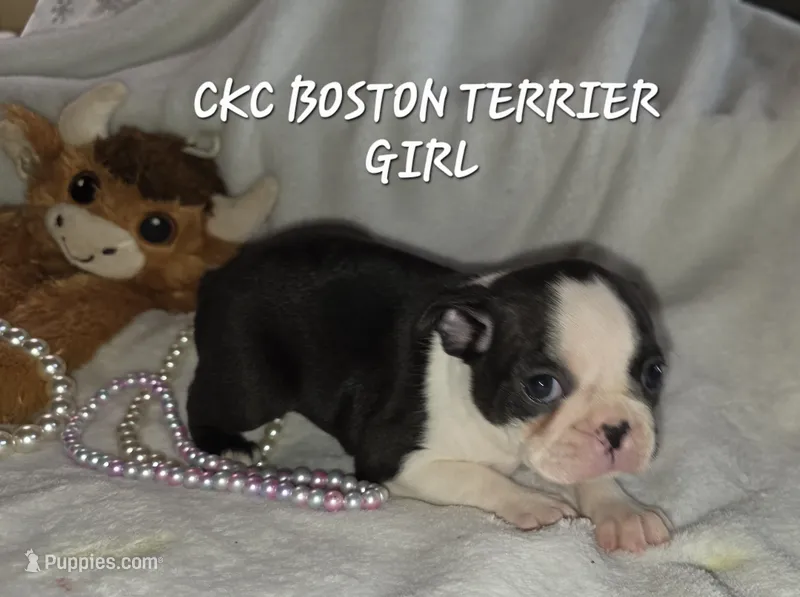 Mable – Boston Terrier puppy for sale in Camden, MI