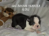 Mable, a female Boston Terrier for sale in Camden, MI – 1 of 8
