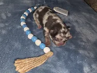 HARLEQUIN , a male French Bulldog for sale in Camden, MI – 5 of 9