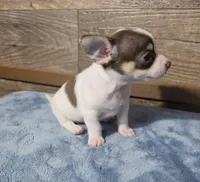 Carlos, a male Chihuahua for sale in Camden, MI – Photo 3 of 6