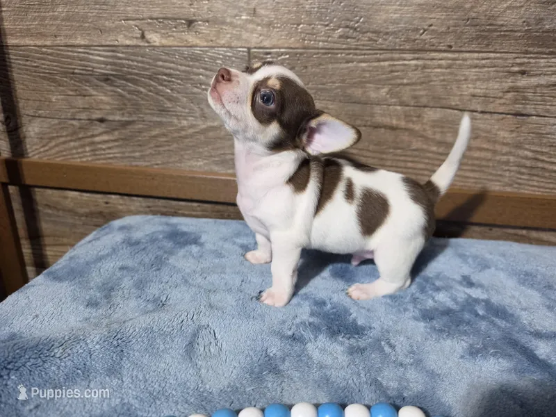 Carlos, a male Chihuahua for sale in Camden, MI – Photo 1 of 6