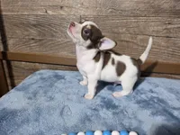 Carlos, a male Chihuahua for sale in Camden, MI – Photo 1 of 6