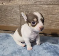 Carlos, a male Chihuahua for sale in Camden, MI – Photo 2 of 6