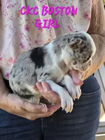Maria, a female Boston Terrier for sale in Camden, MI – 3 of 8