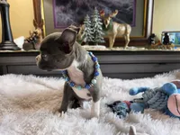 Lyle, a male Boston Terrier for sale in Camden, MI – 5 of 5