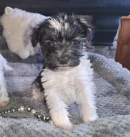 Olivia, a female Miniature Schnauzer for sale in Camden, MI – Photo 5 of 5