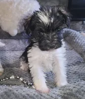 Olivia, a female Miniature Schnauzer for sale in Camden, MI – Photo 4 of 5