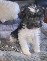 Olivia, a female Miniature Schnauzer for sale in Camden, MI – Photo 3 of 5