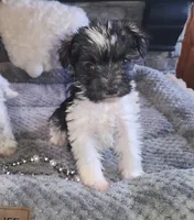 Olivia, a female Miniature Schnauzer for sale in Camden, MI – Photo 2 of 5