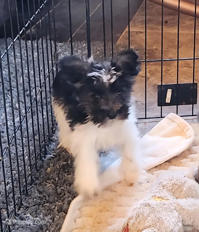 Olivia – Miniature Schnauzer puppy for sale in Camden, MI