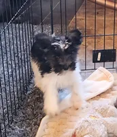 Olivia, a female Miniature Schnauzer for sale in Camden, MI – Photo 1 of 5