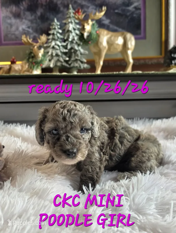 Maria – Poodle - Miniature  puppy for sale in Camden, MI