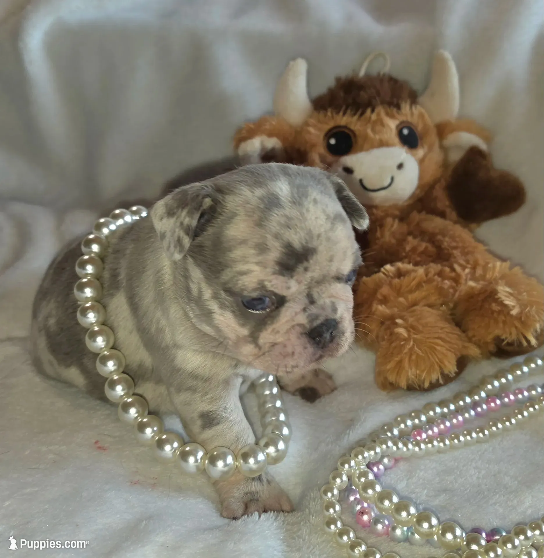 Olivia , a female French Bulldog for sale in Camden, MI – 3 of 5
