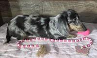 Blue dapple girl , a female Miniature Dachshund for sale in Camden, MI – 5 of 10