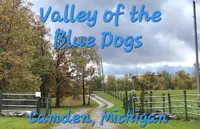 Mia, a female Boston Terrier for sale in Camden, MI – 7 of 7