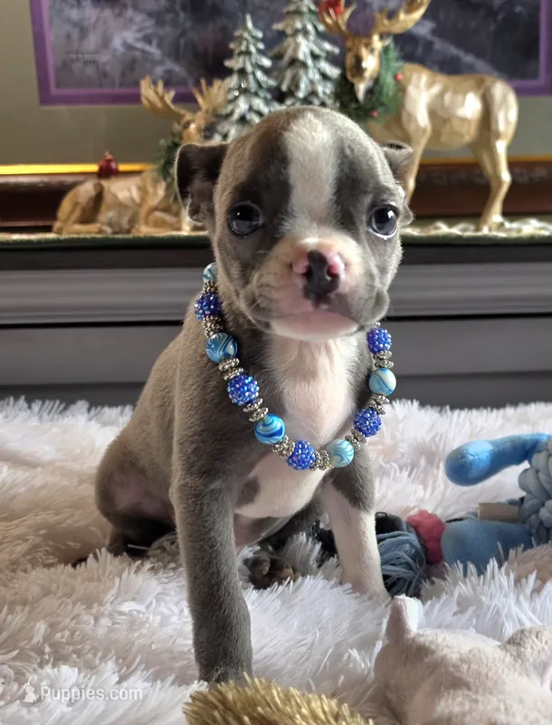 Lyle – Boston Terrier puppy for sale in Camden, MI
