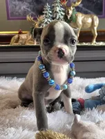 Lyle, a male Boston Terrier for sale in Camden, MI – 1 of 5