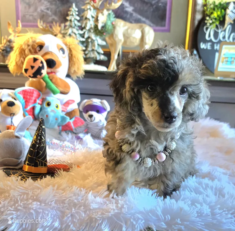 Blue Sugar  – Poodle - Miniature  puppy for sale in Camden, MI