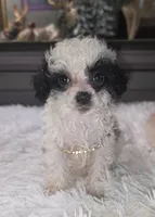 Tiny Tina, a female Poodle - Toy  for sale in Camden, MI – 7 of 10