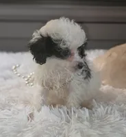 Tiny Tina, a female Poodle - Toy  for sale in Camden, MI – 9 of 10