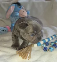 Carlos, a male French Bulldog for sale in Camden, MI – 3 of 7