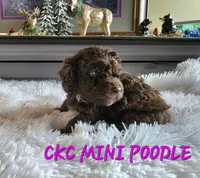 Mavis, a female Poodle - Miniature  for sale in Camden, MI – 4 of 7