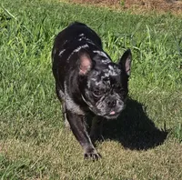 Bee Trice, a female Boston Terrier and French Bulldog for sale in Camden, MI – 7 of 9
