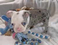 Earl, a male Boston Terrier for sale in Camden, MI – 2 of 8