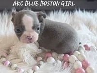 Bella blue, a female Boston Terrier for sale in Camden, MI – 3 of 9