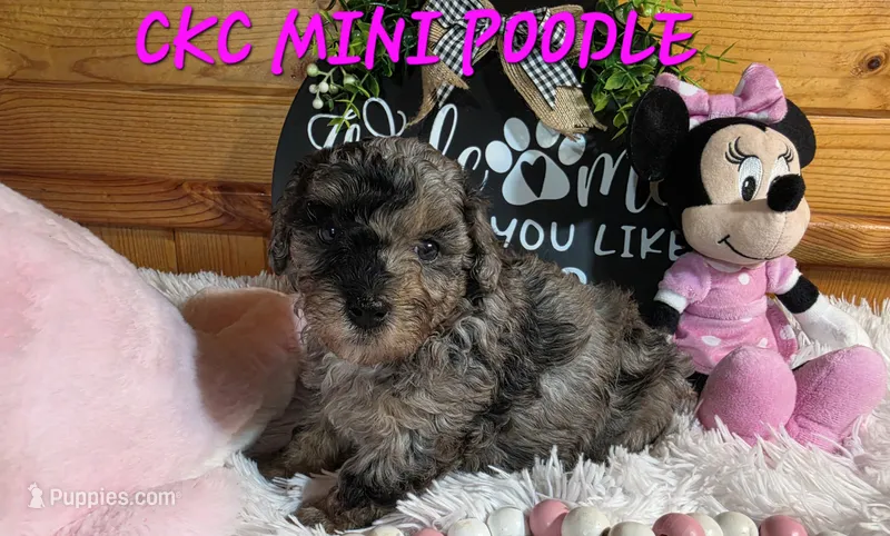 Blue Sugar  – Poodle - Miniature  puppy for sale in Camden, MI