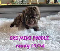 Mavis, a female Poodle - Miniature  for sale in Camden, MI – 6 of 7