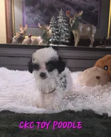 Tiny Tina, a female Poodle - Toy  for sale in Camden, MI – 10 of 10