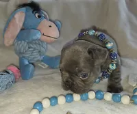 Carlos, a male French Bulldog for sale in Camden, MI – 2 of 7