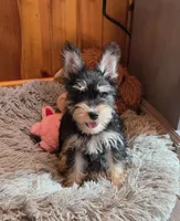 Peggy, a female Miniature Schnauzer for sale in Camden, MI – 4 of 7