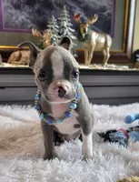 Lyle, a male Boston Terrier for sale in Camden, MI – 2 of 5