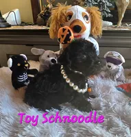 Elvira , a female Schnoodle for sale in Camden, MI – 2 of 10