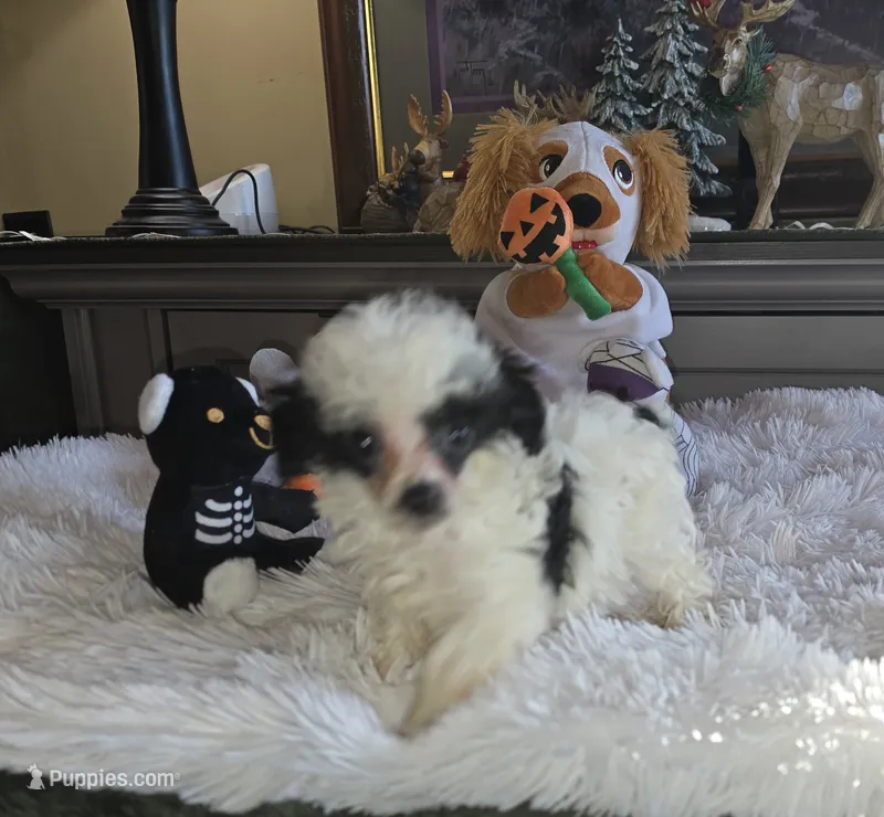 Tiny Tina – Poodle - Toy  puppy for sale in Camden, MI