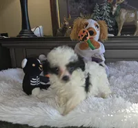 Tiny Tina, a female Poodle - Toy  for sale in Camden, MI – 1 of 10