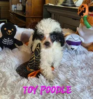 Tiny Tina, a female Poodle - Toy  for sale in Camden, MI – 2 of 10