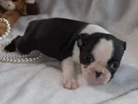 Mable, a female Boston Terrier for sale in Camden, MI – 3 of 8