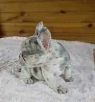 Olivia , a female French Bulldog for sale in Camden, MI – 4 of 9