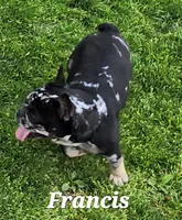 Francis, a female French Bulldog for sale in Camden, MI – Photo 1 of 6