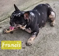 Francis, a female French Bulldog for sale in Camden, MI – Photo 5 of 6