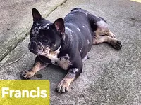 Francis, a female French Bulldog for sale in Camden, MI – Photo 3 of 6