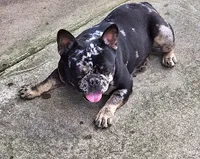 Francis, a female French Bulldog for sale in Camden, MI – Photo 6 of 6